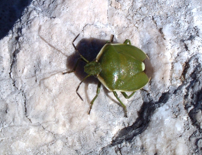 Chlorochroa juniperina (Pentatomidae) a 1900 m.